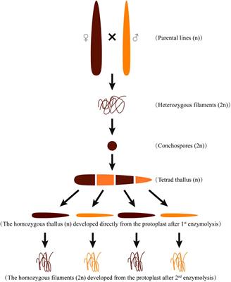 Identification of orange color-related gene, PhcpcC, in Pyropia haitanensis